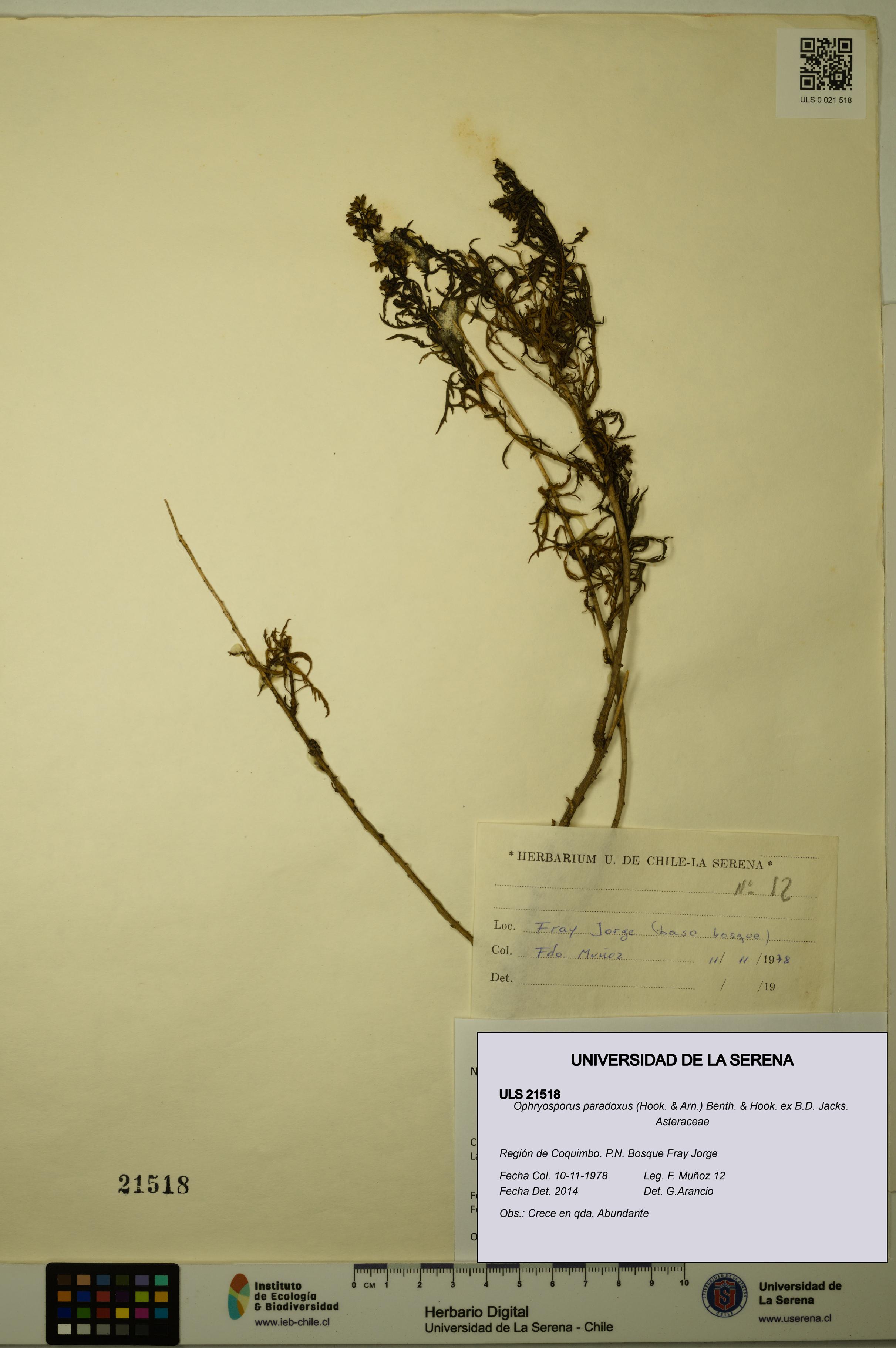 Ophryosporus paradoxus [Espécimen: ULS:ULS:0021518]