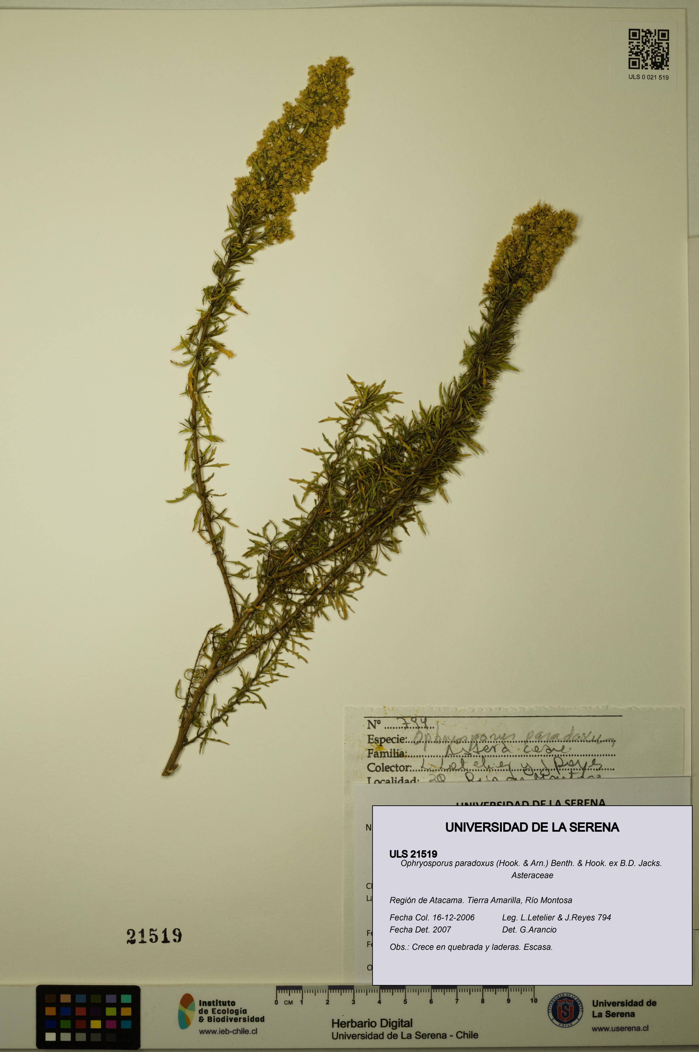 Ophryosporus paradoxus [Espécimen: ULS:ULS:0021519]