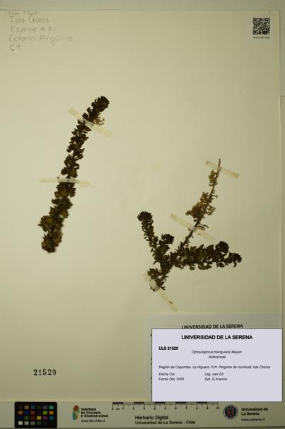 Ophryosporus triangularis [Espécimen: ULS:ULS:0021520]