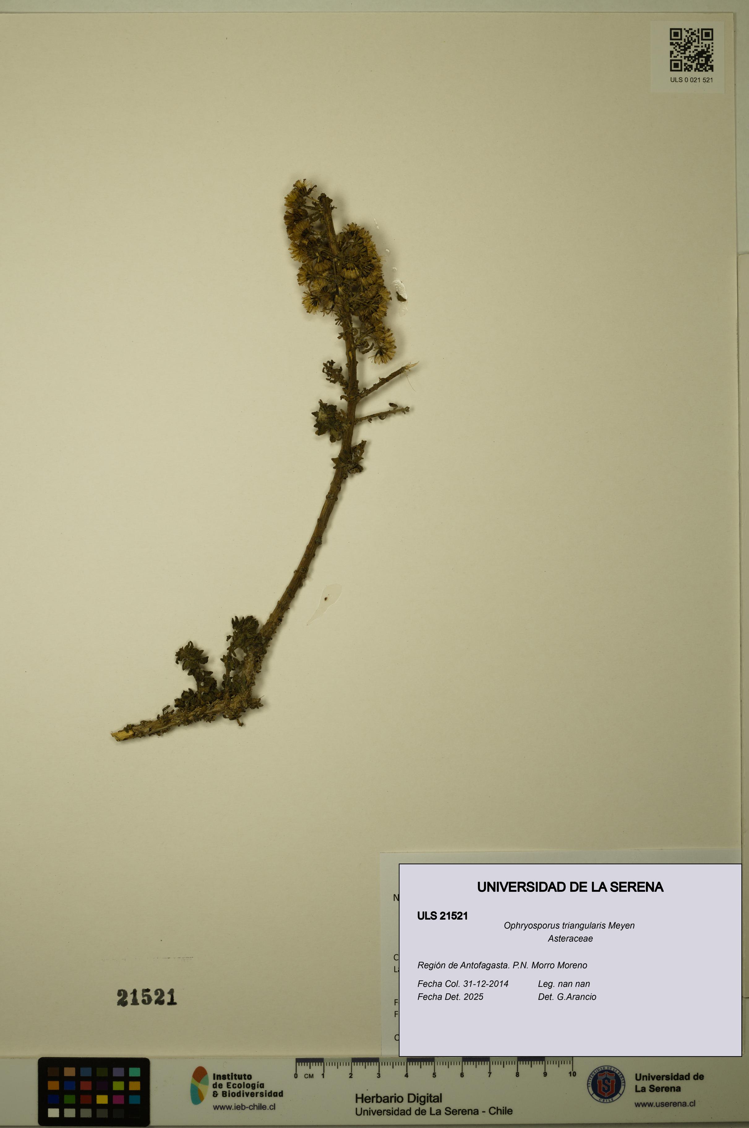 Ophryosporus triangularis [Espécimen: ULS:ULS:0021521]