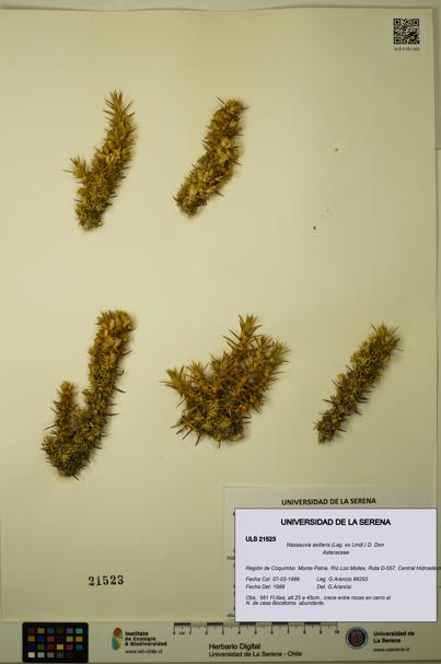 Nassauvia axillaris [Espécimen: ULS:ULS:0021523]