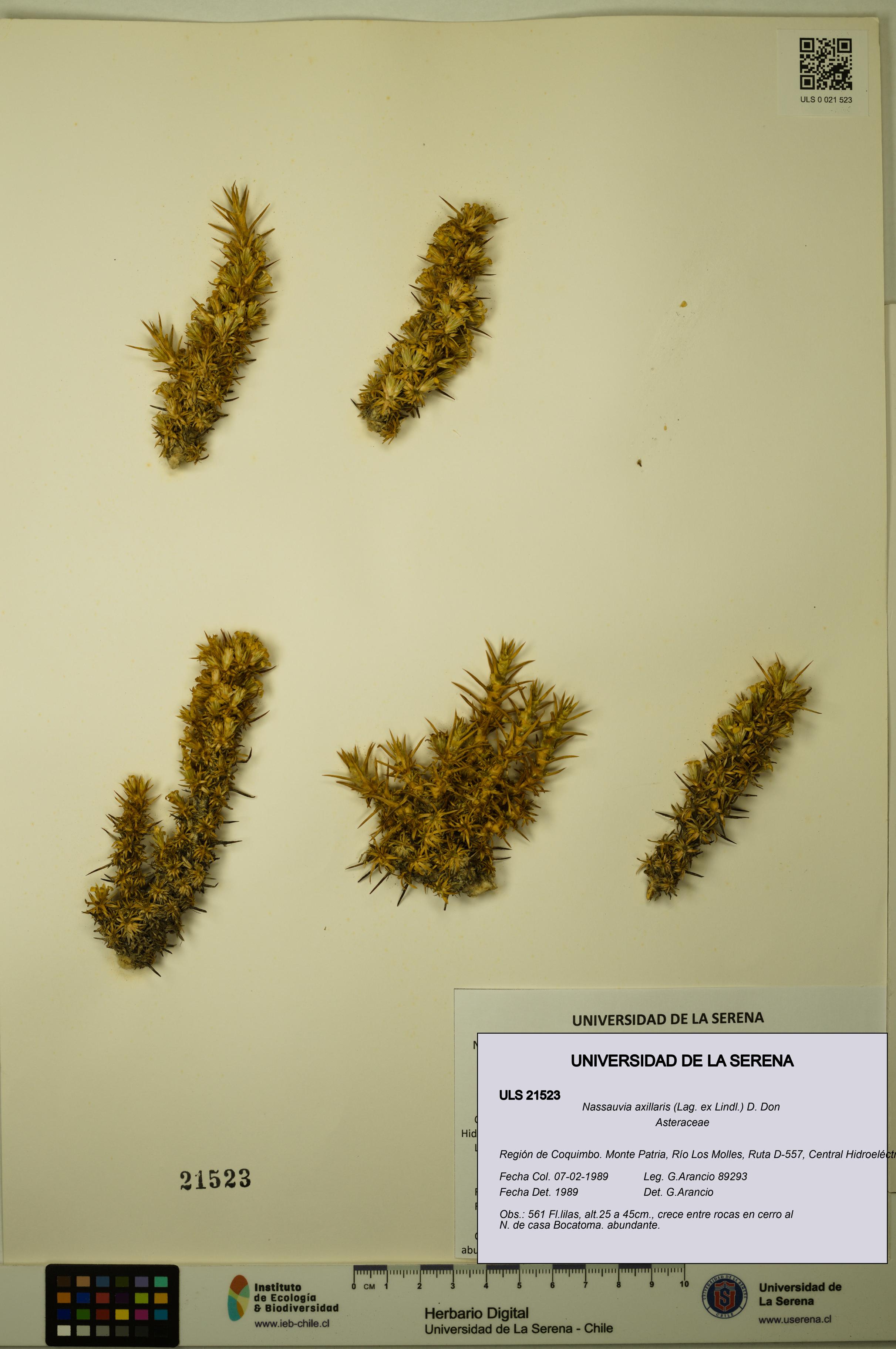 Nassauvia axillaris [Espécimen: ULS:ULS:0021523]