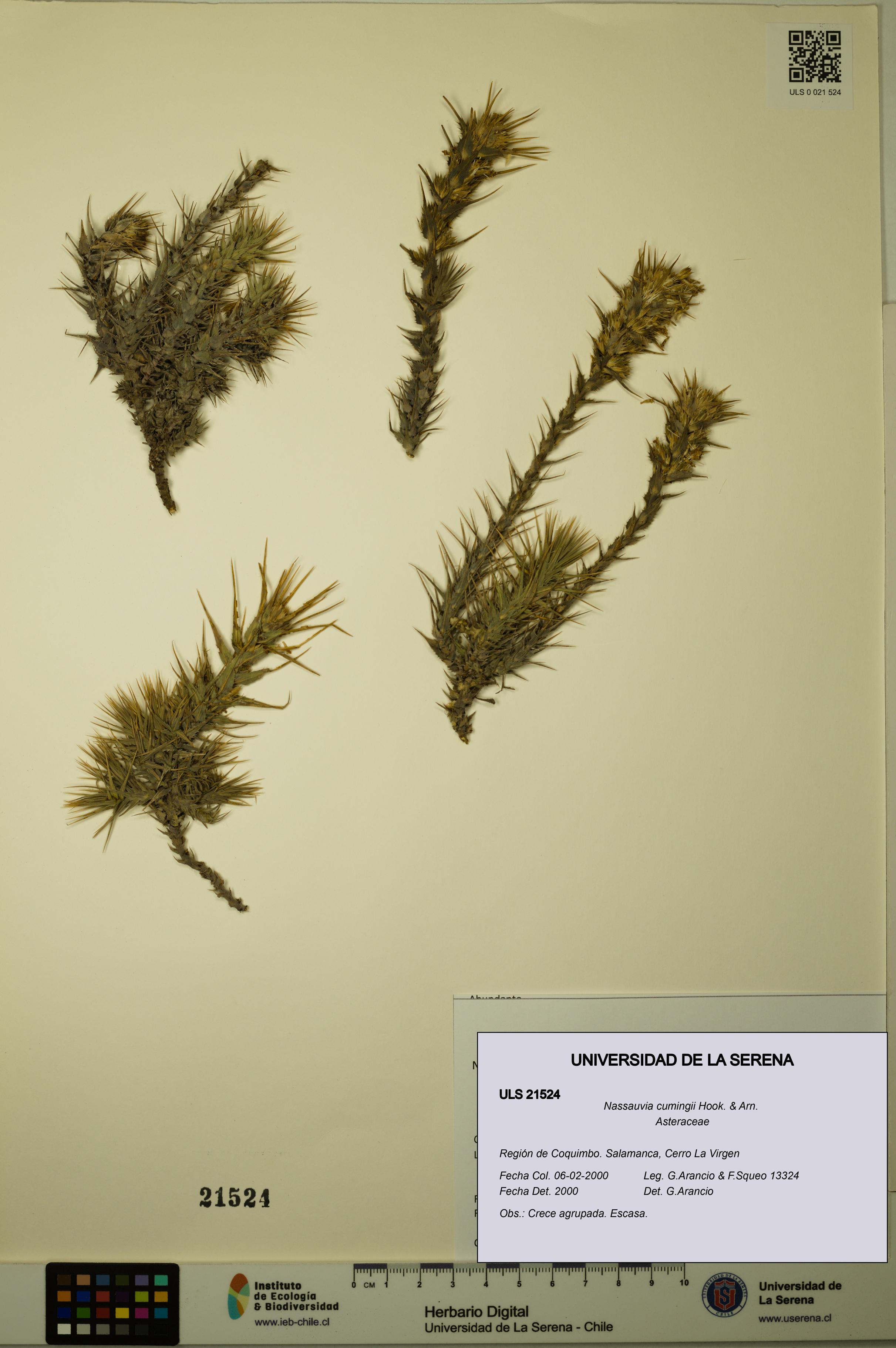 Nassauvia cumingii [Espécimen: ULS:ULS:0021524]