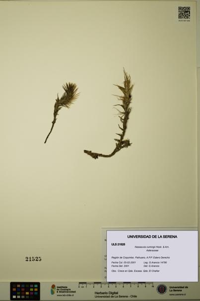 Nassauvia cumingii [Espécimen: ULS:ULS:0021525]