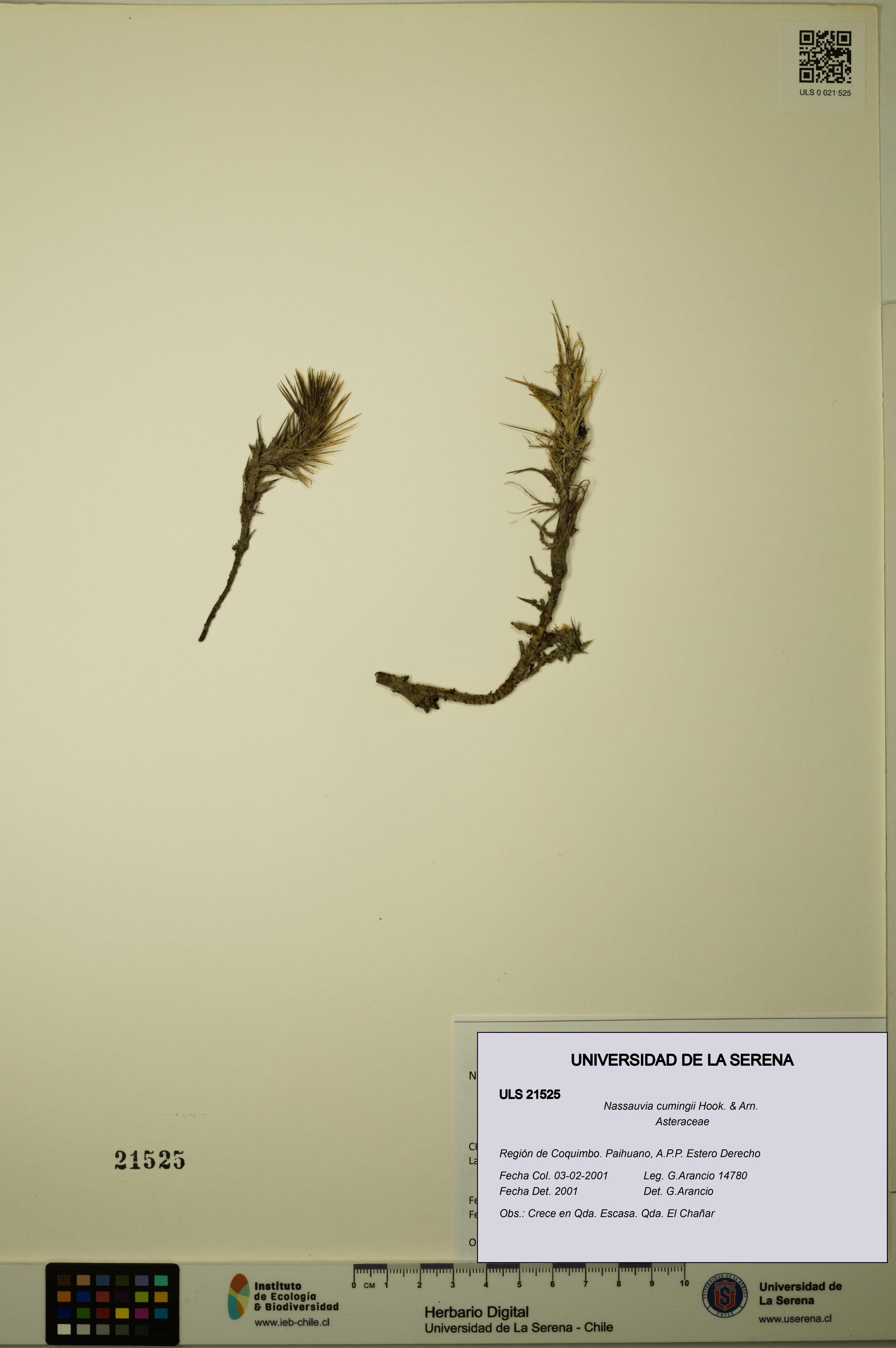 Nassauvia cumingii [Espécimen: ULS:ULS:0021525]
