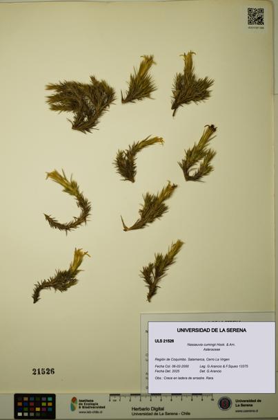 Nassauvia cumingii [Espécimen: ULS:ULS:0021526]