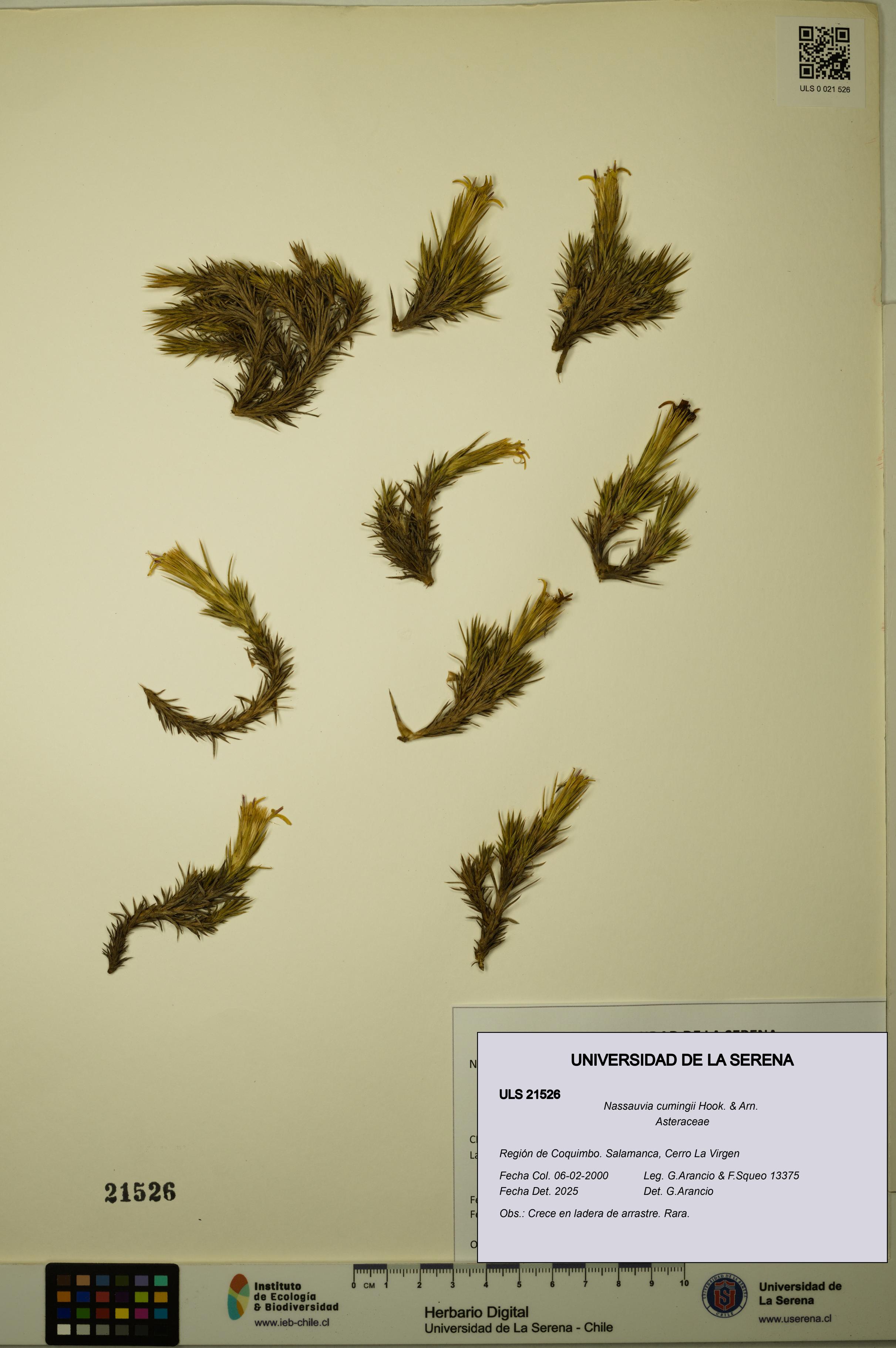 Nassauvia cumingii [Espécimen: ULS:ULS:0021526]
