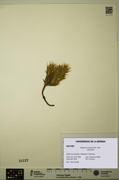 Nassauvia cumingii [Espécimen: ULS:ULS:0021527]
