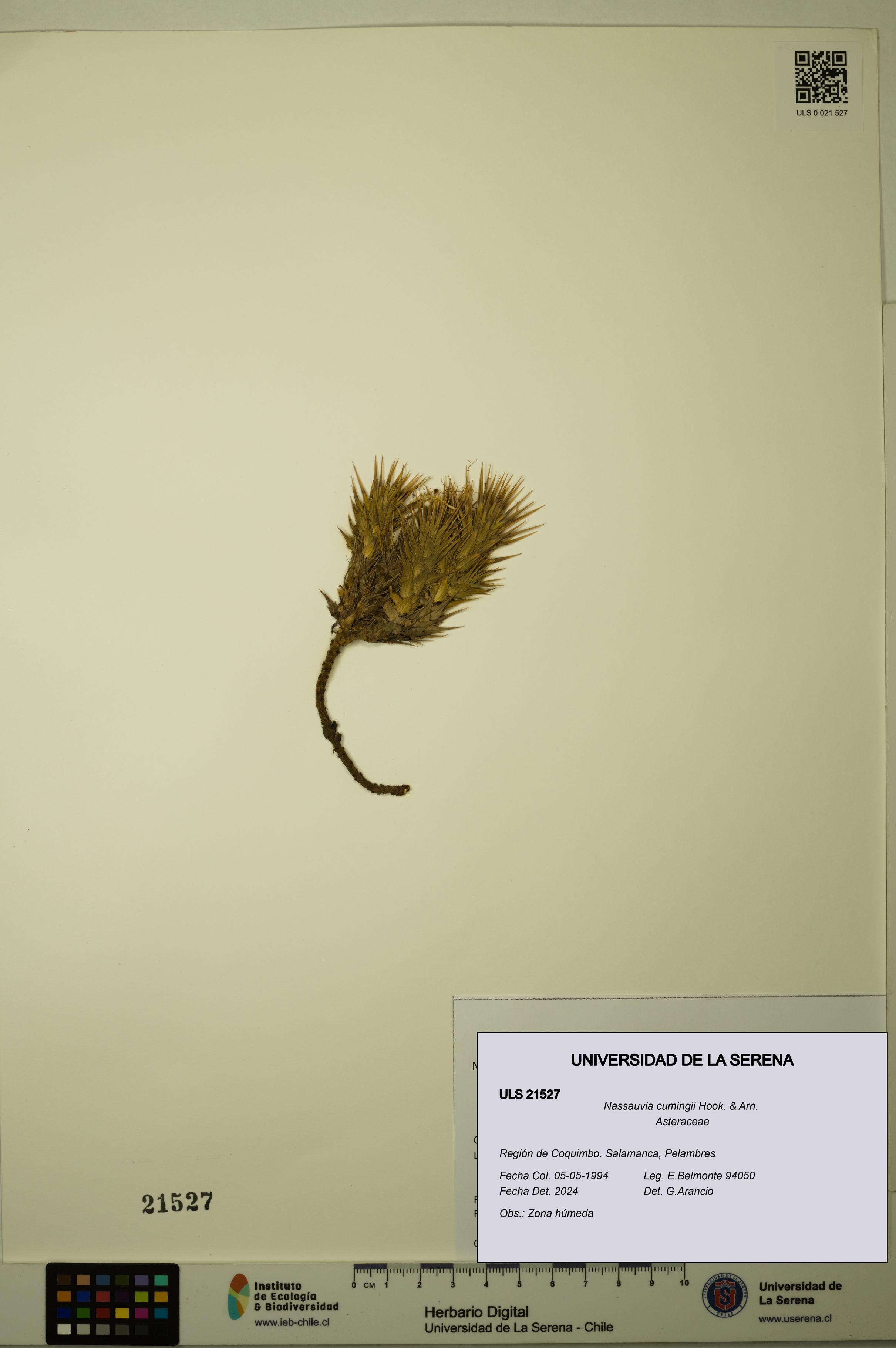 Nassauvia cumingii [Espécimen: ULS:ULS:0021527]