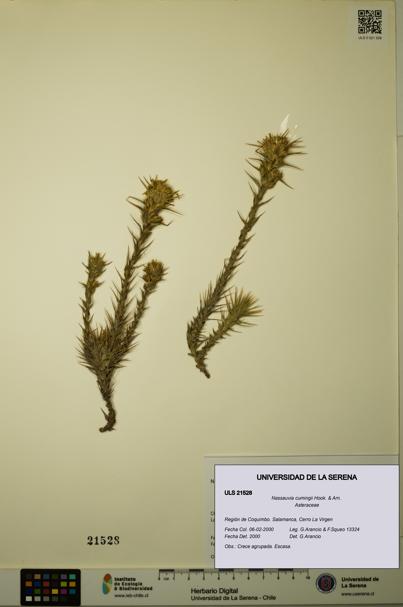 Nassauvia cumingii [Espécimen: ULS:ULS:0021528]