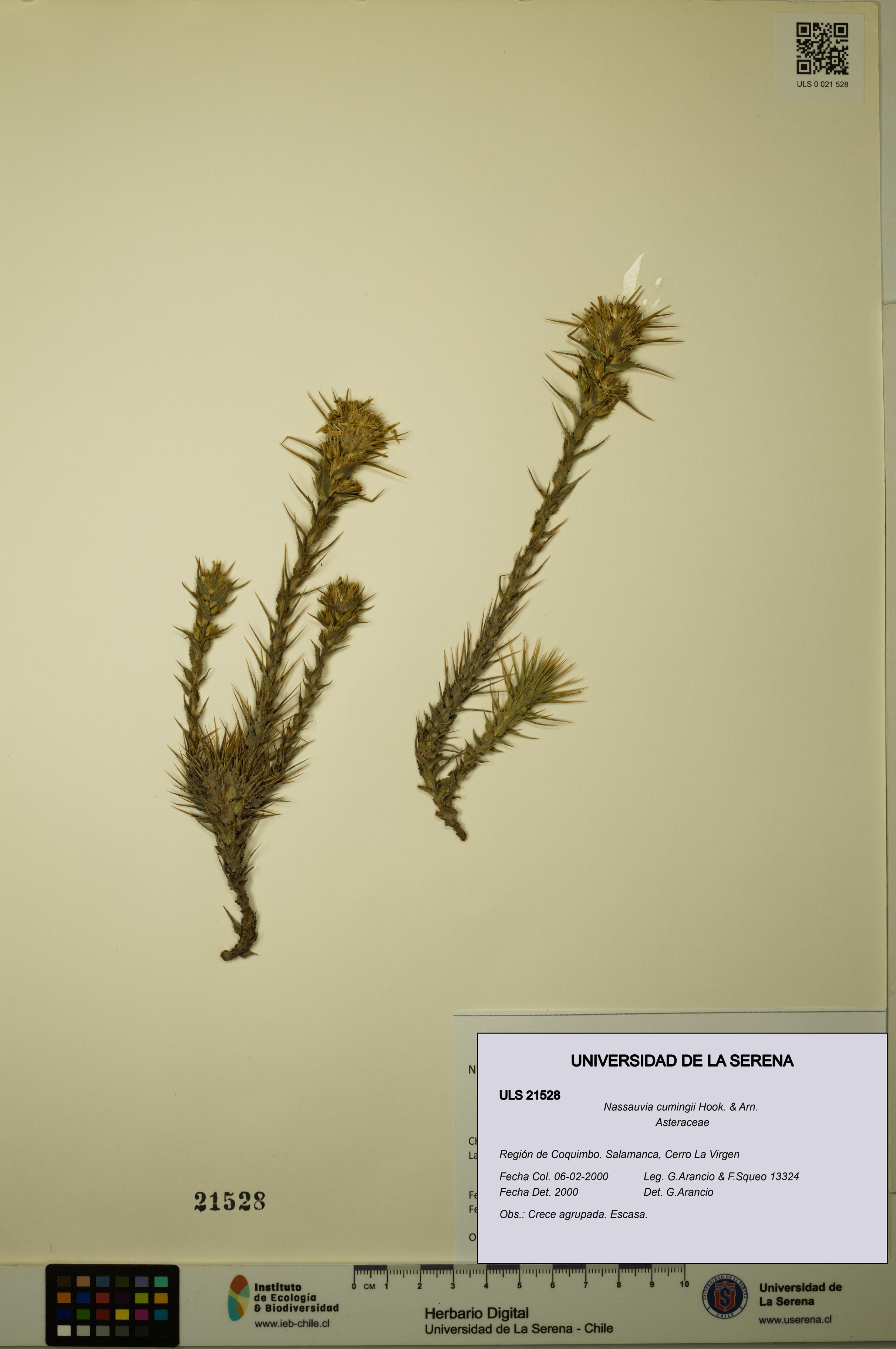 Nassauvia cumingii [Espécimen: ULS:ULS:0021528]