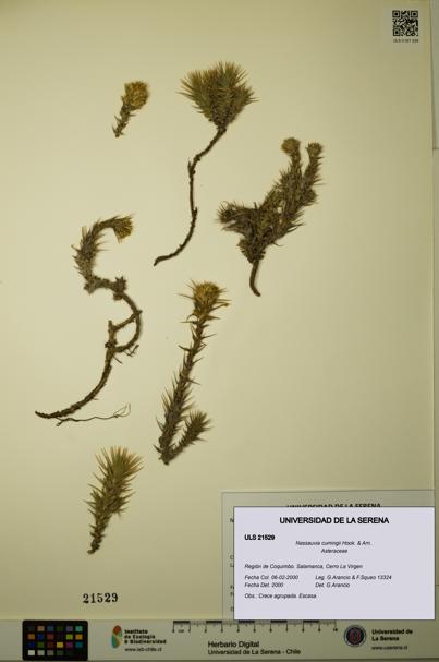 Nassauvia cumingii [Espécimen: ULS:ULS:0021529]