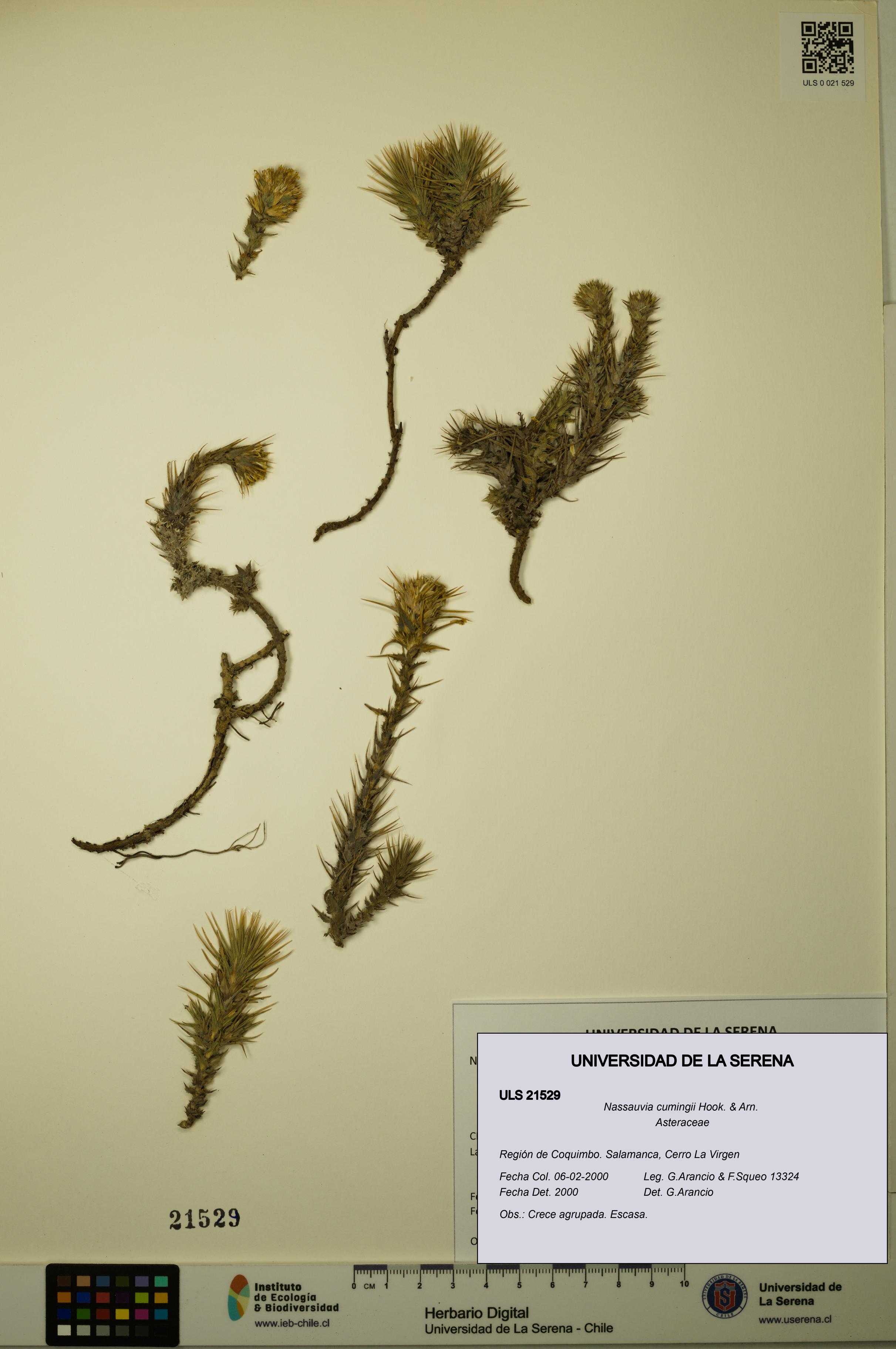 Nassauvia cumingii [Espécimen: ULS:ULS:0021529]