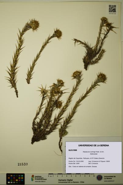 Nassauvia cumingii [Espécimen: ULS:ULS:0021530]