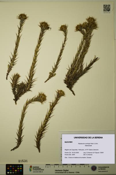 Nassauvia cumingii [Espécimen: ULS:ULS:0021531]