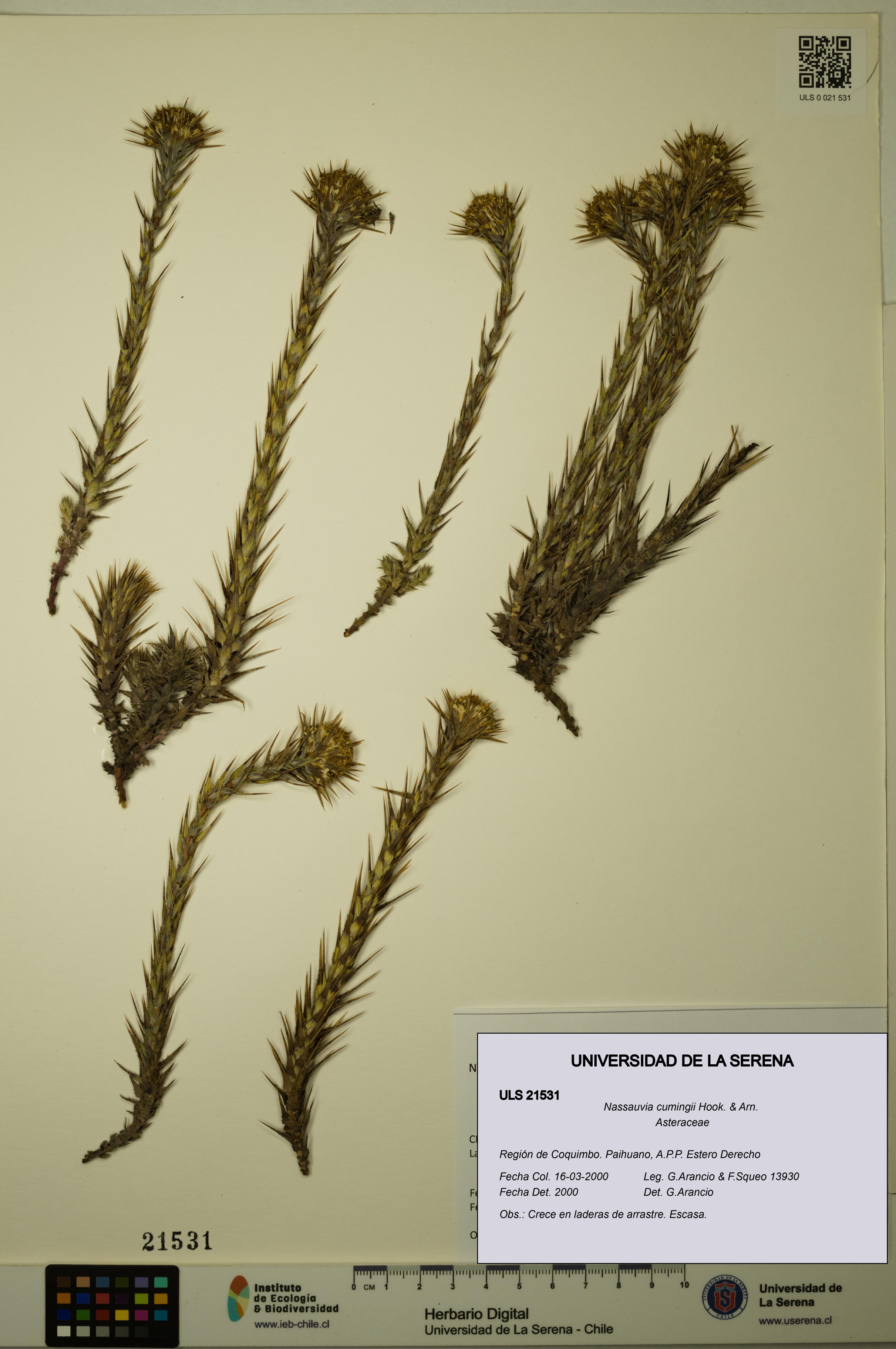 Nassauvia cumingii [Espécimen: ULS:ULS:0021531]
