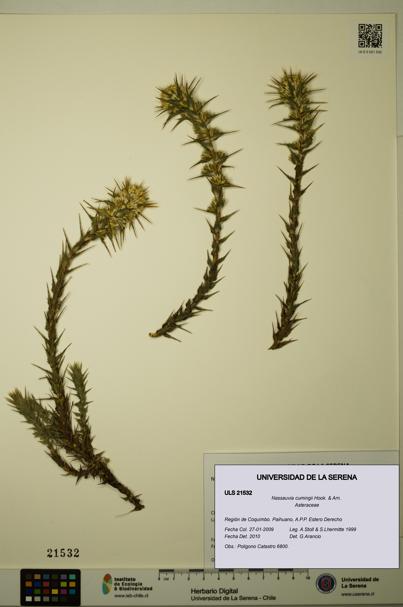 Nassauvia cumingii [Espécimen: ULS:ULS:0021532]