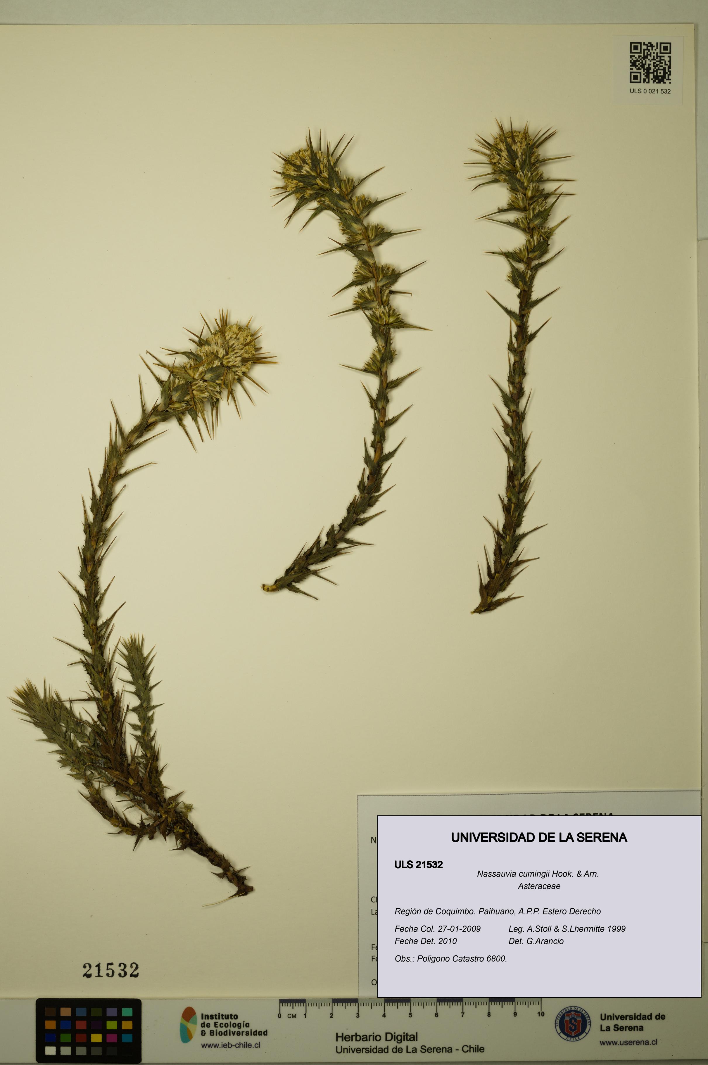 Nassauvia cumingii [Espécimen: ULS:ULS:0021532]