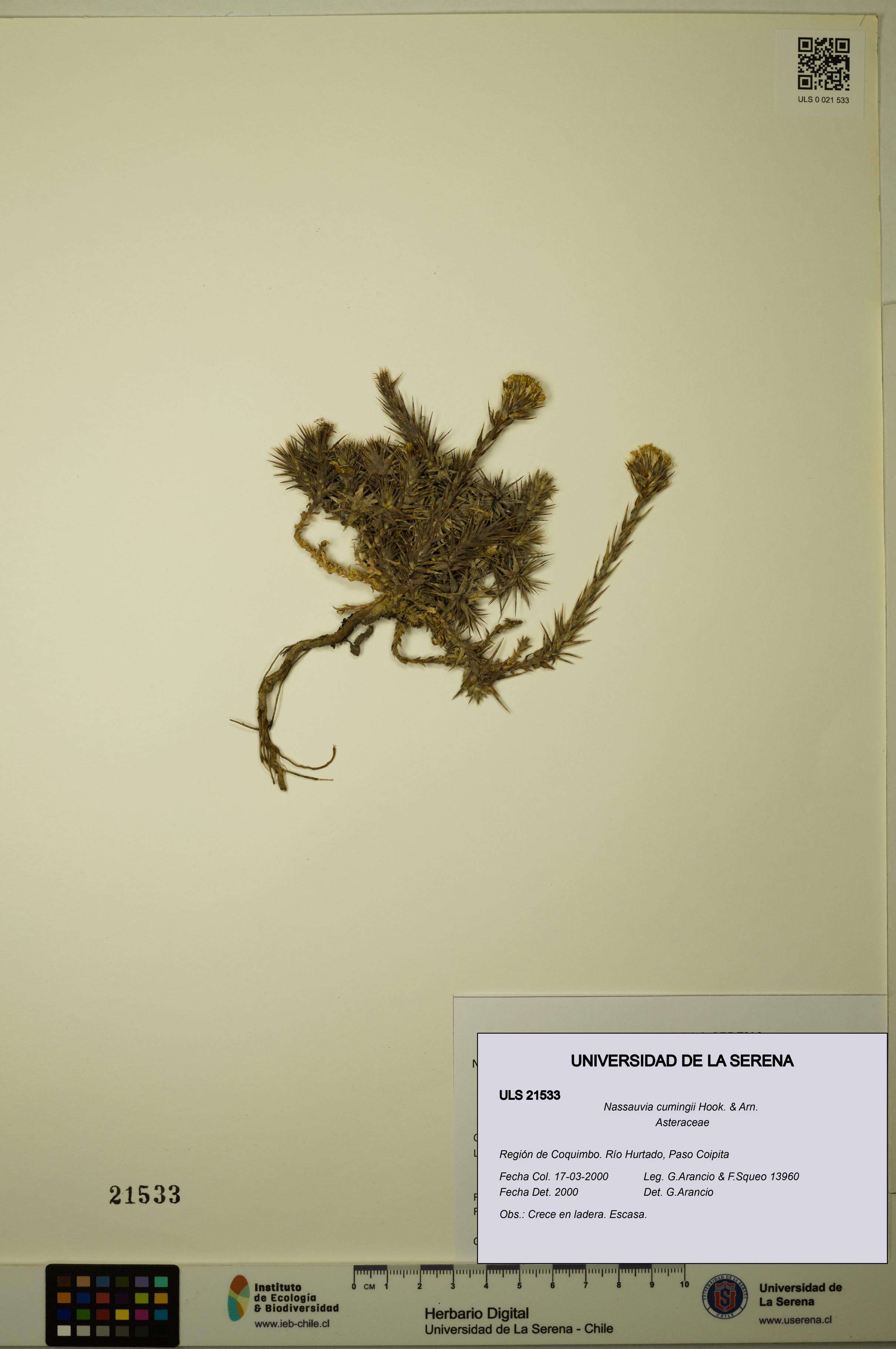 Nassauvia cumingii [Espécimen: ULS:ULS:0021533]