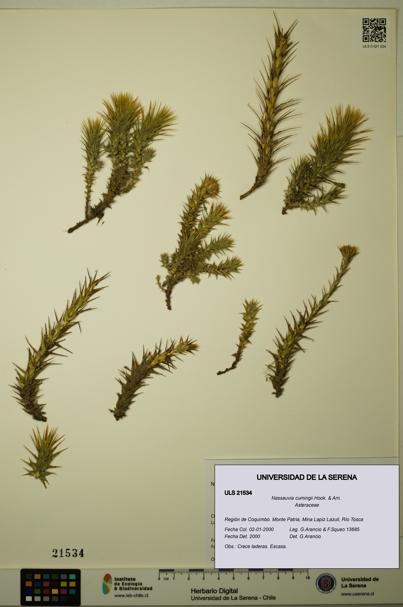 Nassauvia cumingii [Espécimen: ULS:ULS:0021534]