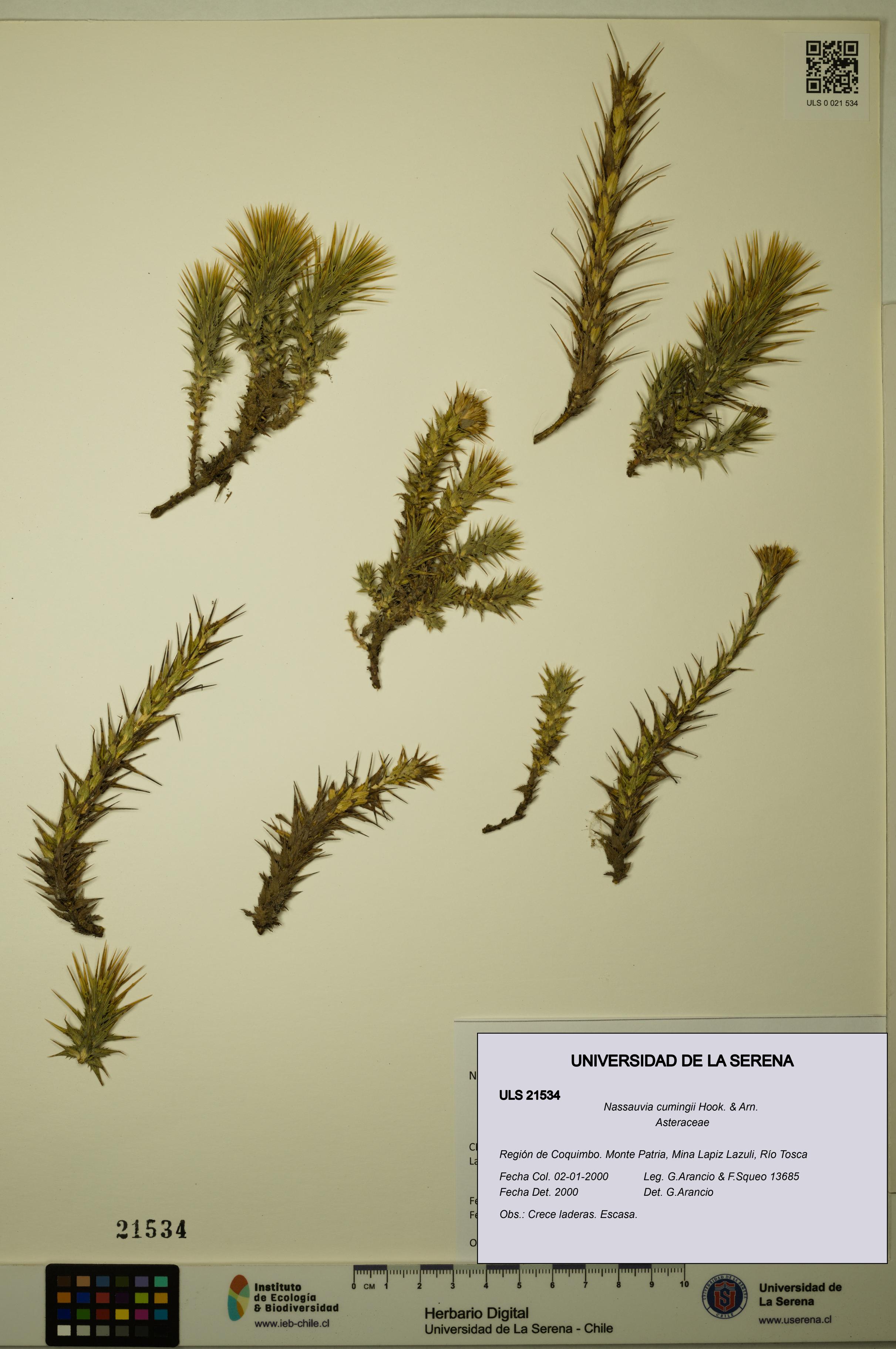 Nassauvia cumingii [Espécimen: ULS:ULS:0021534]