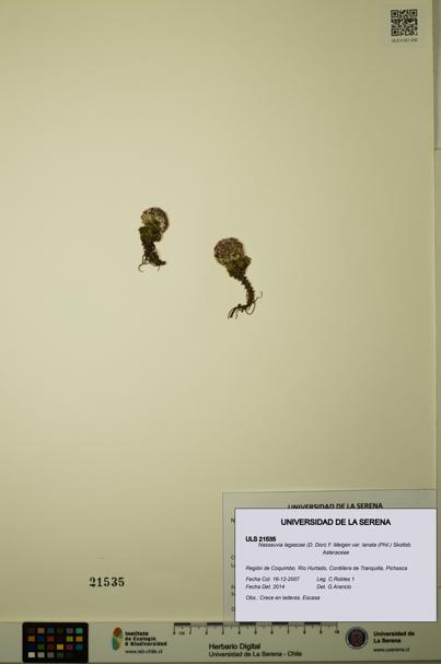 Nassauvia lagascae var. lanata [Espécimen: ULS:ULS:0021535]