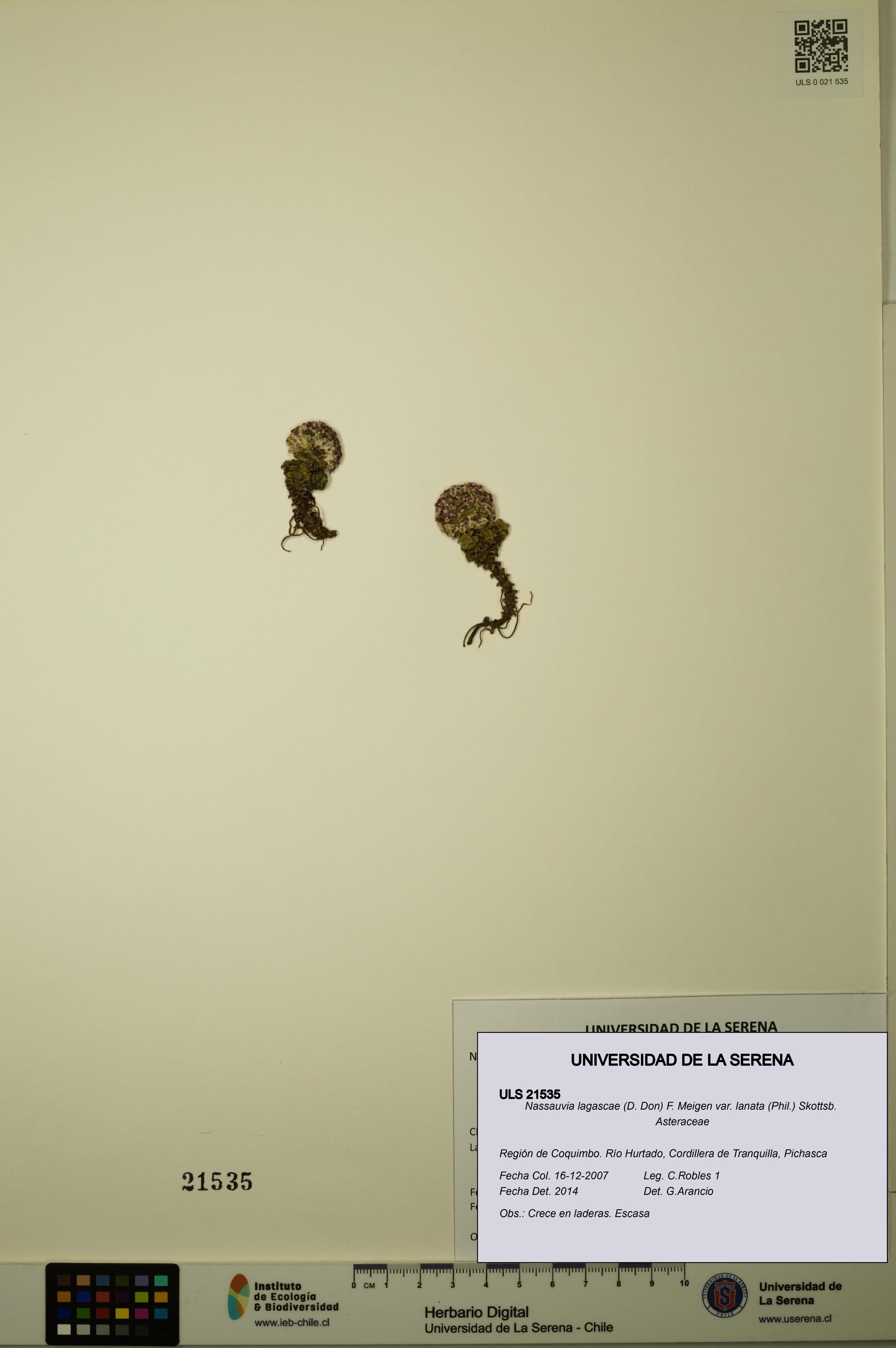 Nassauvia lagascae var. lanata [Espécimen: ULS:ULS:0021535]