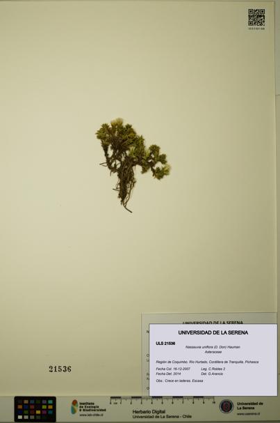Nassauvia uniflora [Espécimen: ULS:ULS:0021536]