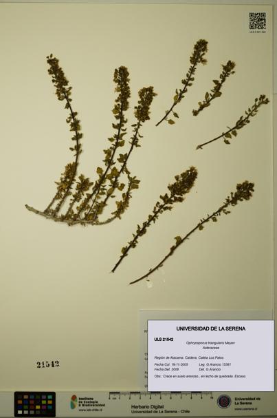 Ophryosporus triangularis [Espécimen: ULS:ULS:0021542]