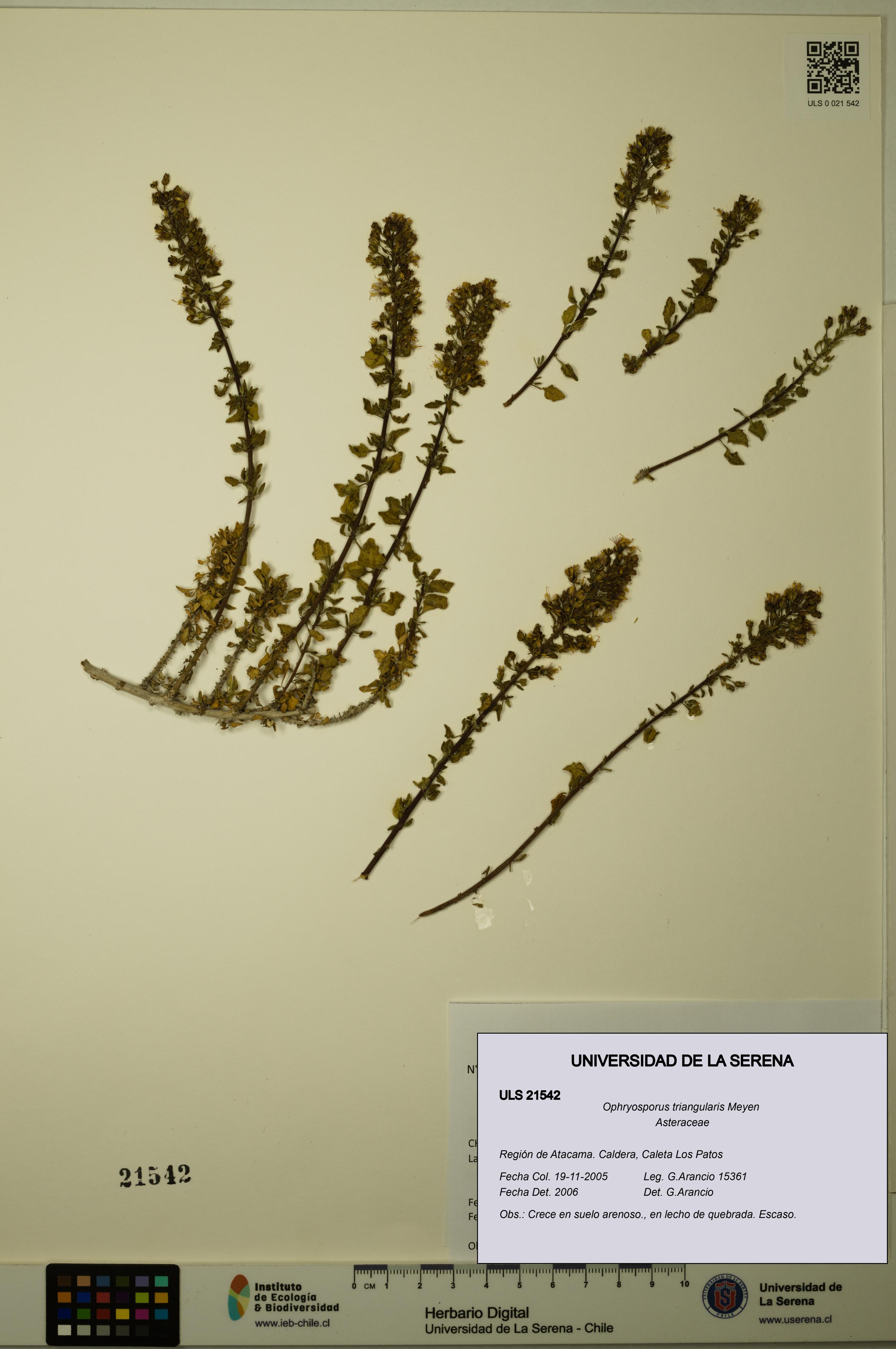 Ophryosporus triangularis [Espécimen: ULS:ULS:0021542]