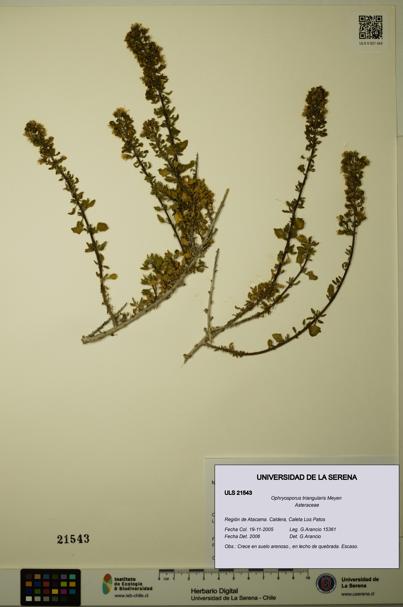 Ophryosporus triangularis [Espécimen: ULS:ULS:0021543]
