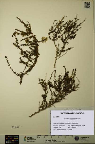 Ophryosporus triangularis [Espécimen: ULS:ULS:0021544]