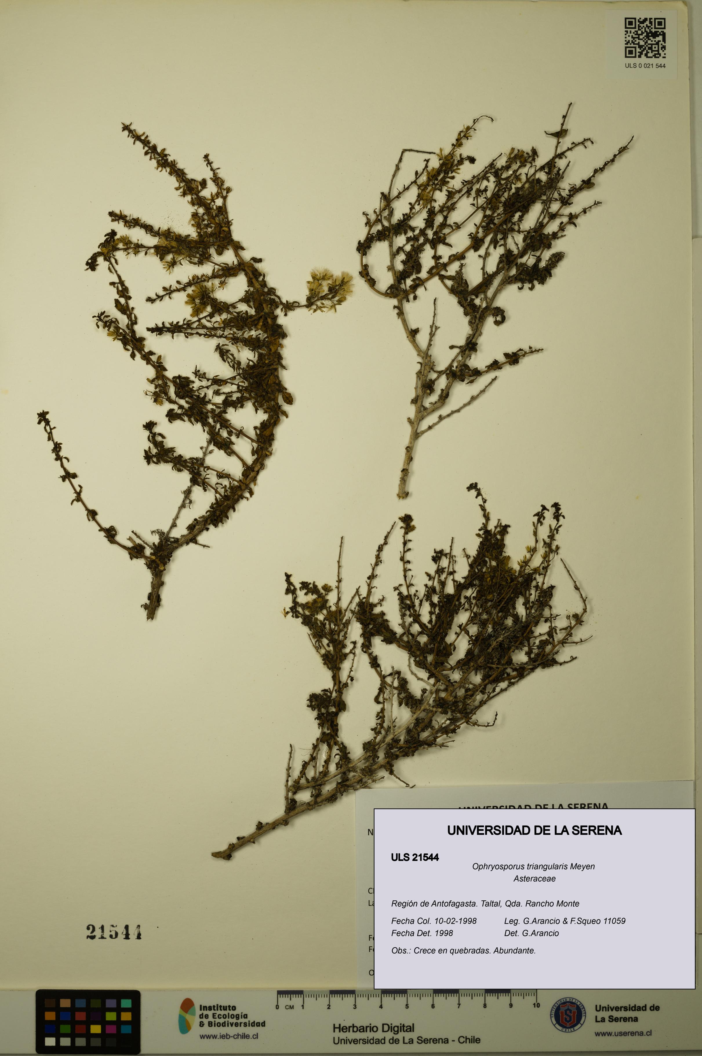 Ophryosporus triangularis [Espécimen: ULS:ULS:0021544]