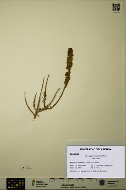 Ophryosporus triangularis [Espécimen: ULS:ULS:0021545]