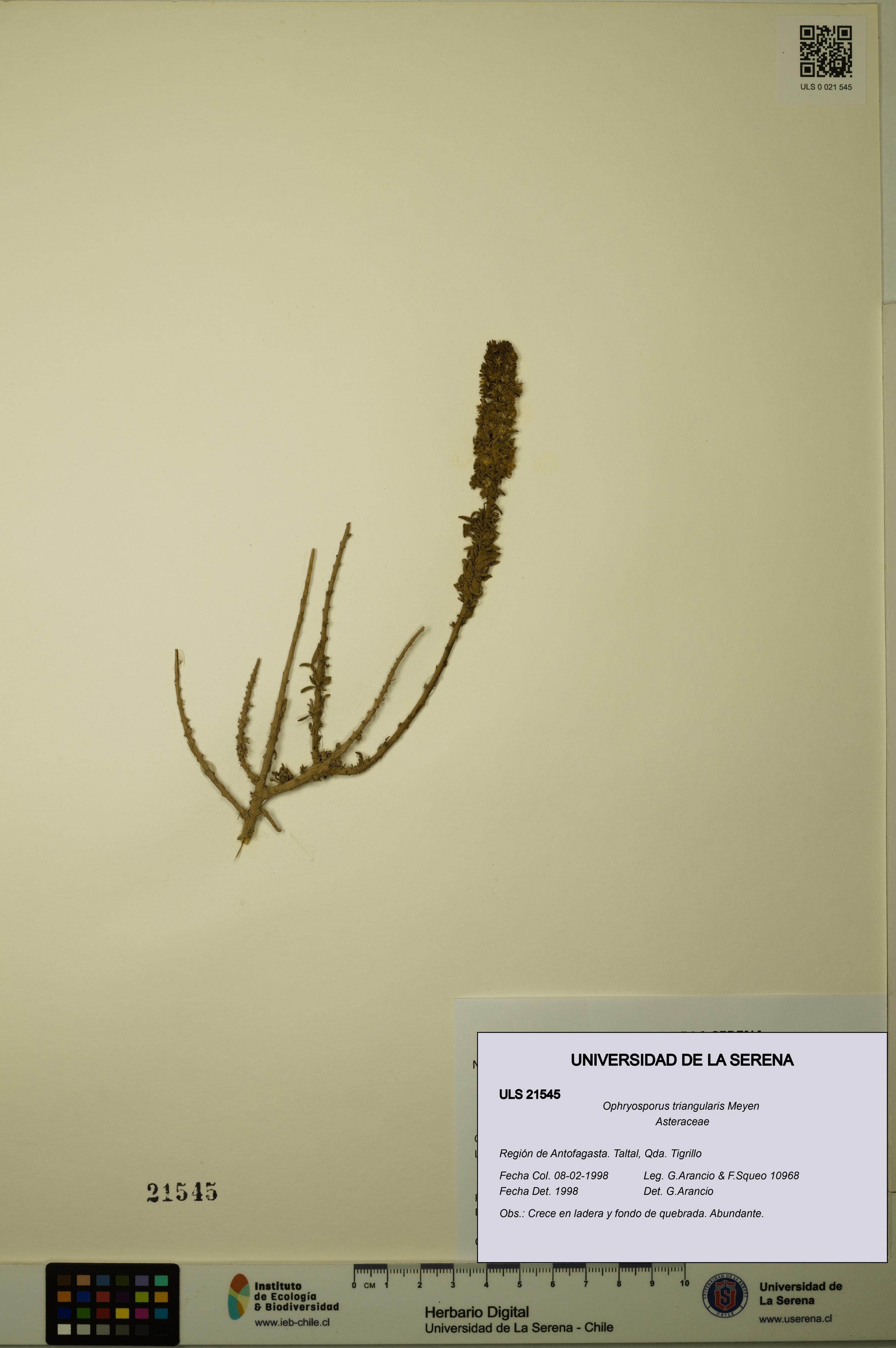 Ophryosporus triangularis [Espécimen: ULS:ULS:0021545]