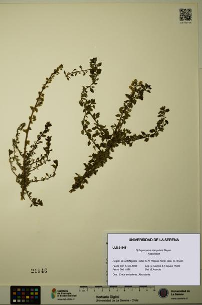 Ophryosporus triangularis [Espécimen: ULS:ULS:0021546]