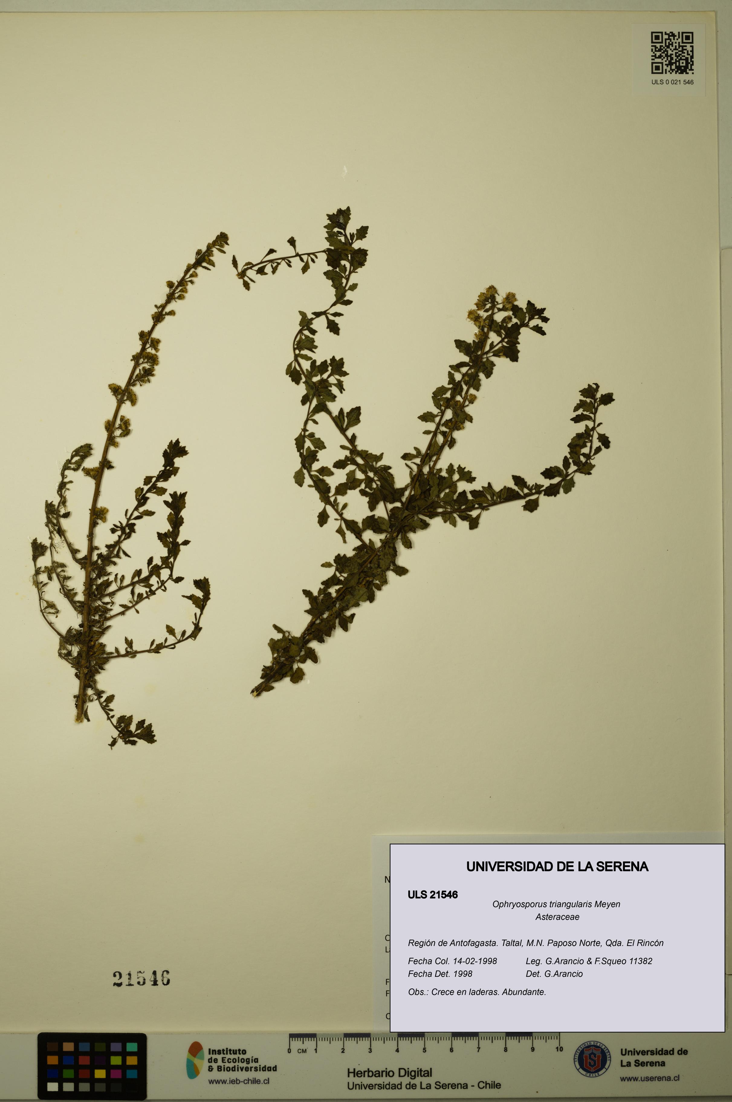 Ophryosporus triangularis [Espécimen: ULS:ULS:0021546]