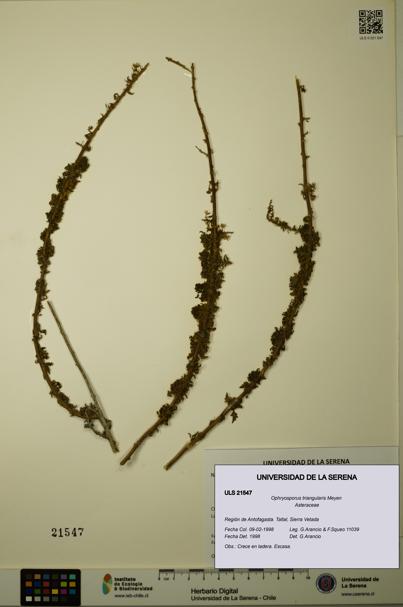Ophryosporus triangularis [Espécimen: ULS:ULS:0021547]
