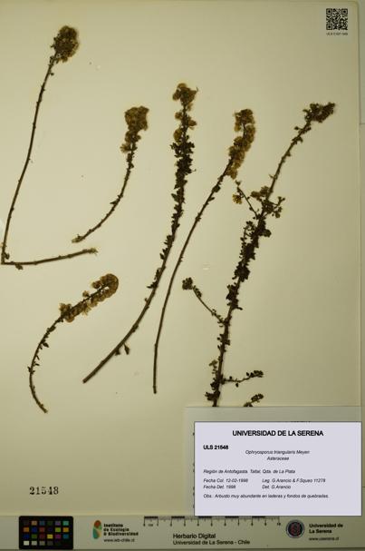 Ophryosporus triangularis [Espécimen: ULS:ULS:0021548]