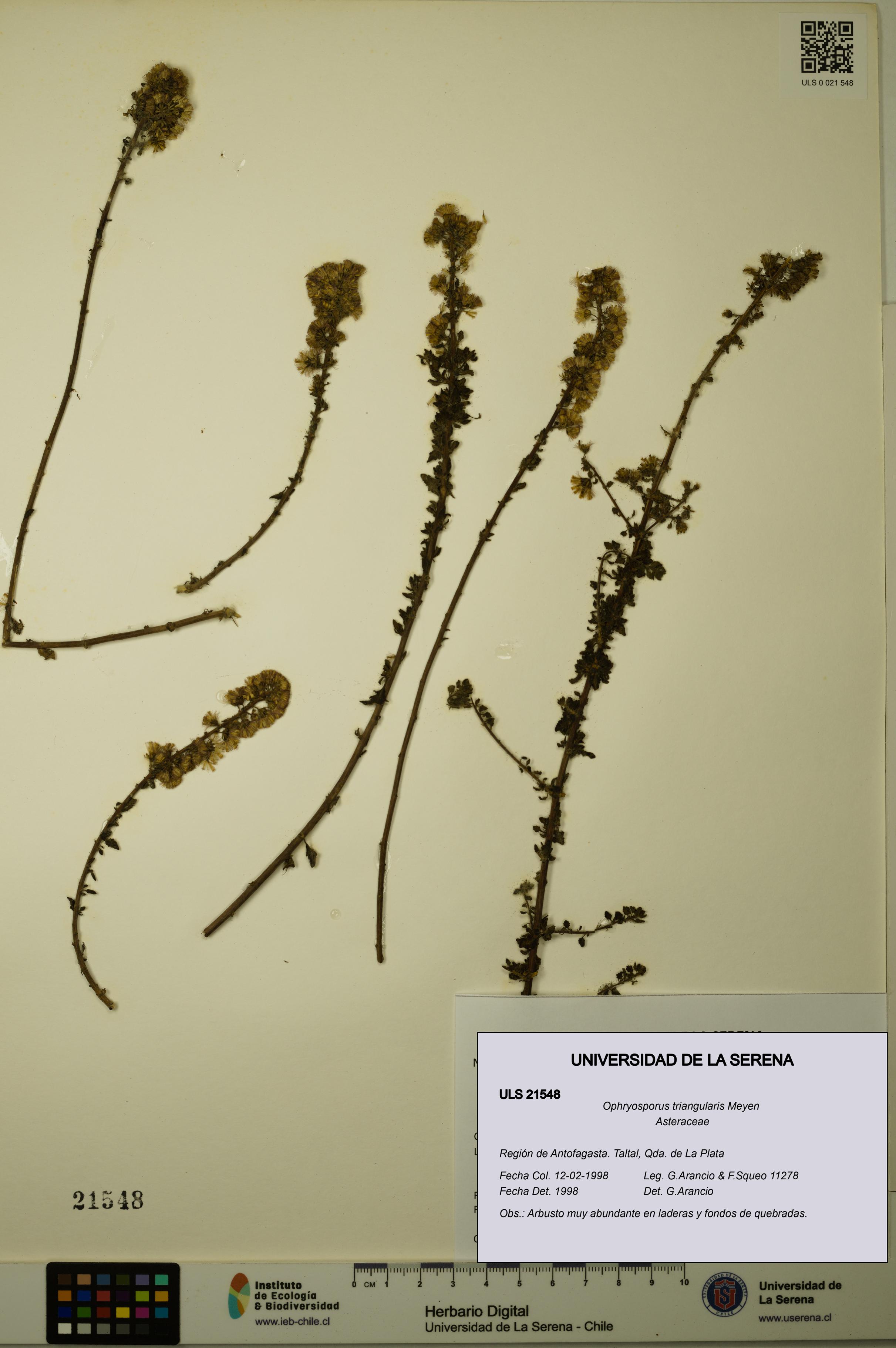 Ophryosporus triangularis [Espécimen: ULS:ULS:0021548]