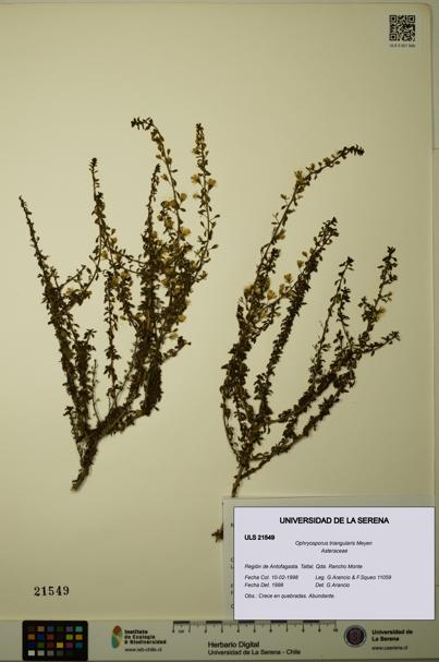 Ophryosporus triangularis [Espécimen: ULS:ULS:0021549]