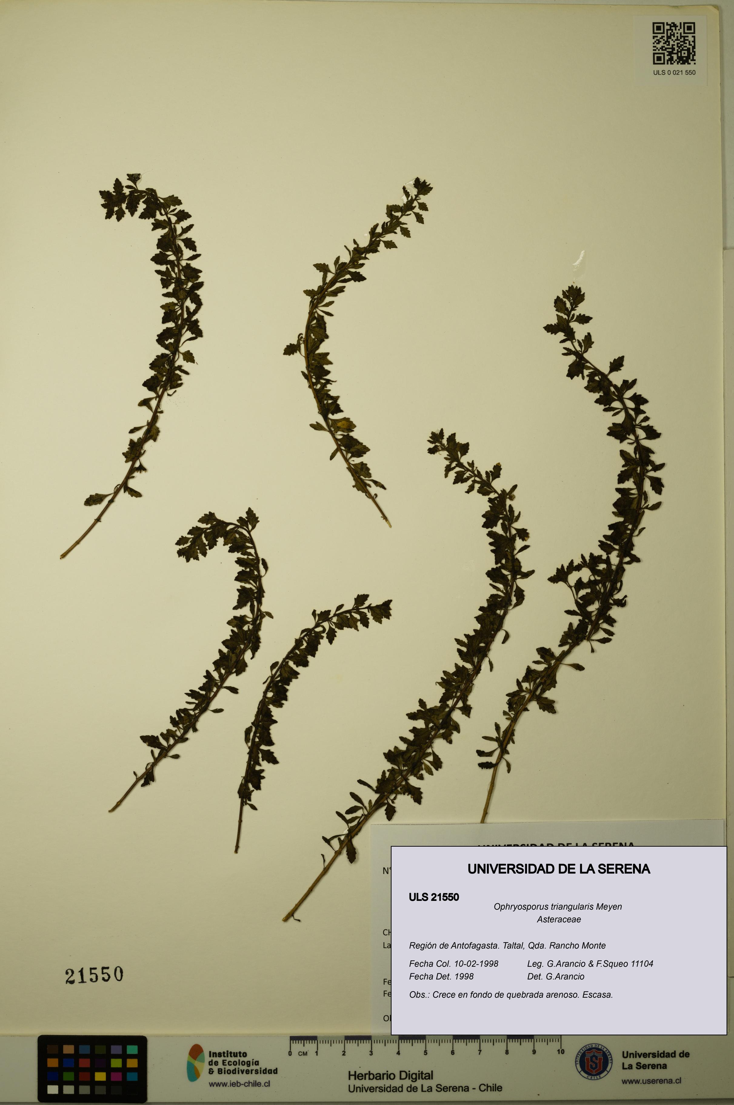 Ophryosporus triangularis [Espécimen: ULS:ULS:0021550]