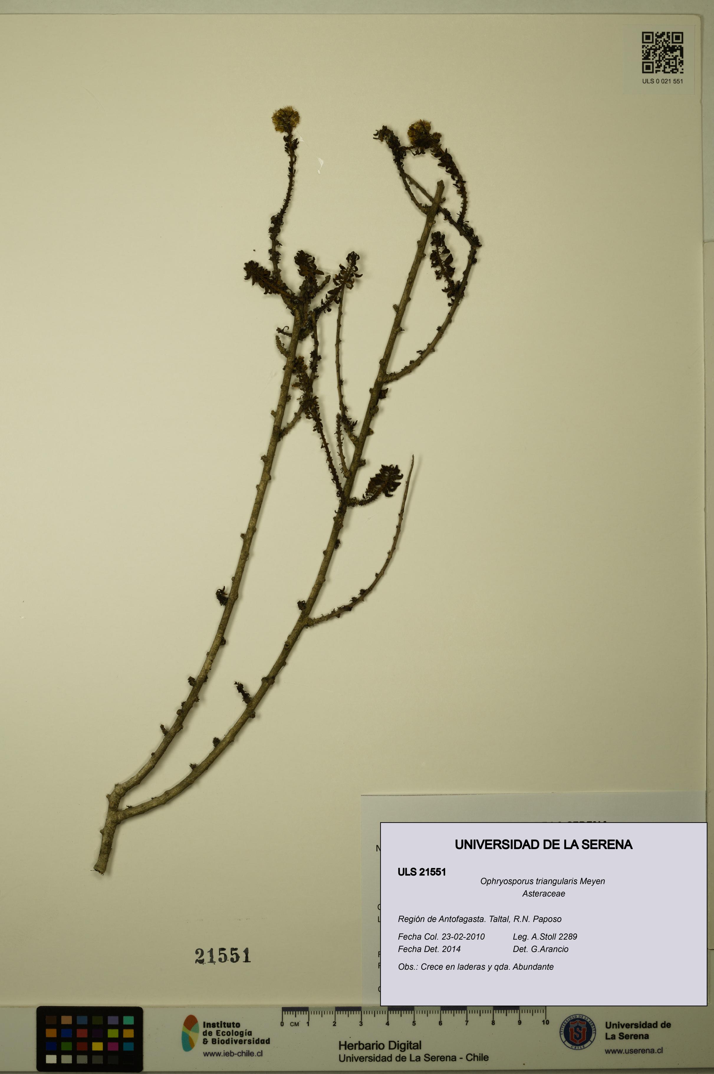 Ophryosporus triangularis [Espécimen: ULS:ULS:0021551]