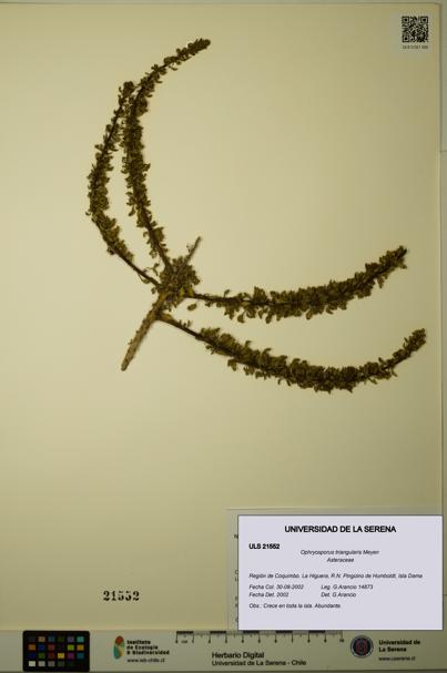 Ophryosporus triangularis [Espécimen: ULS:ULS:0021552]