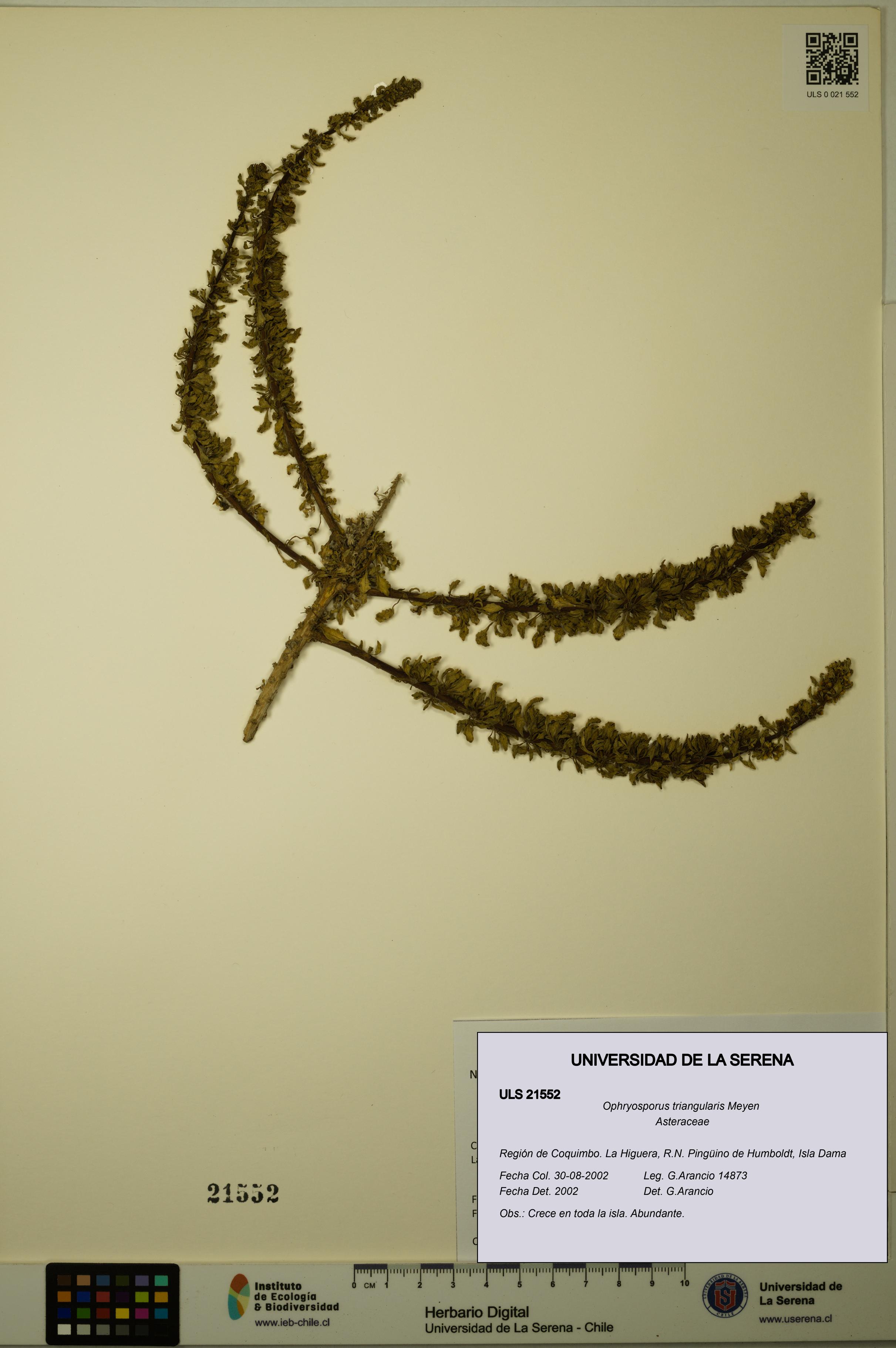 Ophryosporus triangularis [Espécimen: ULS:ULS:0021552]