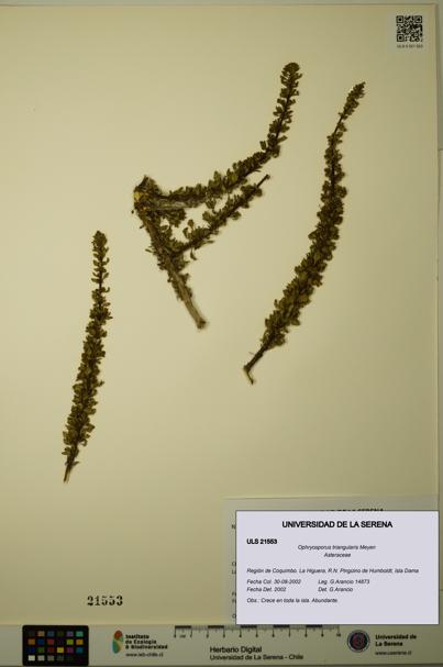 Ophryosporus triangularis [Espécimen: ULS:ULS:0021553]