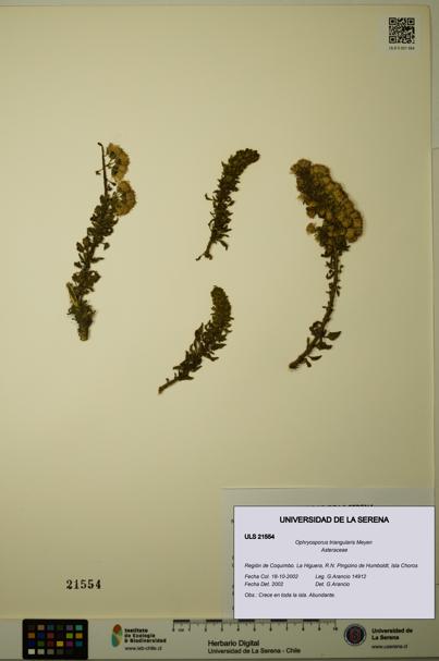 Ophryosporus triangularis [Espécimen: ULS:ULS:0021554]
