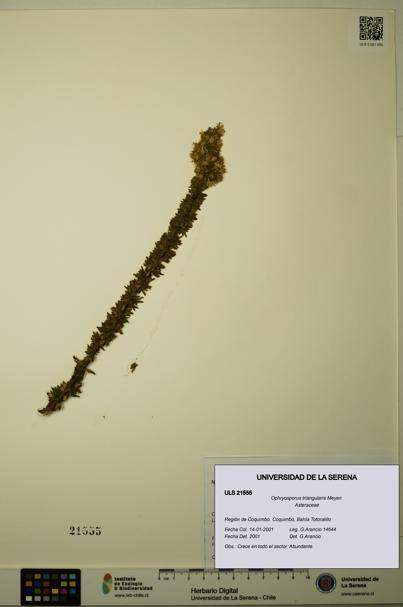 Ophryosporus triangularis [Espécimen: ULS:ULS:0021555]
