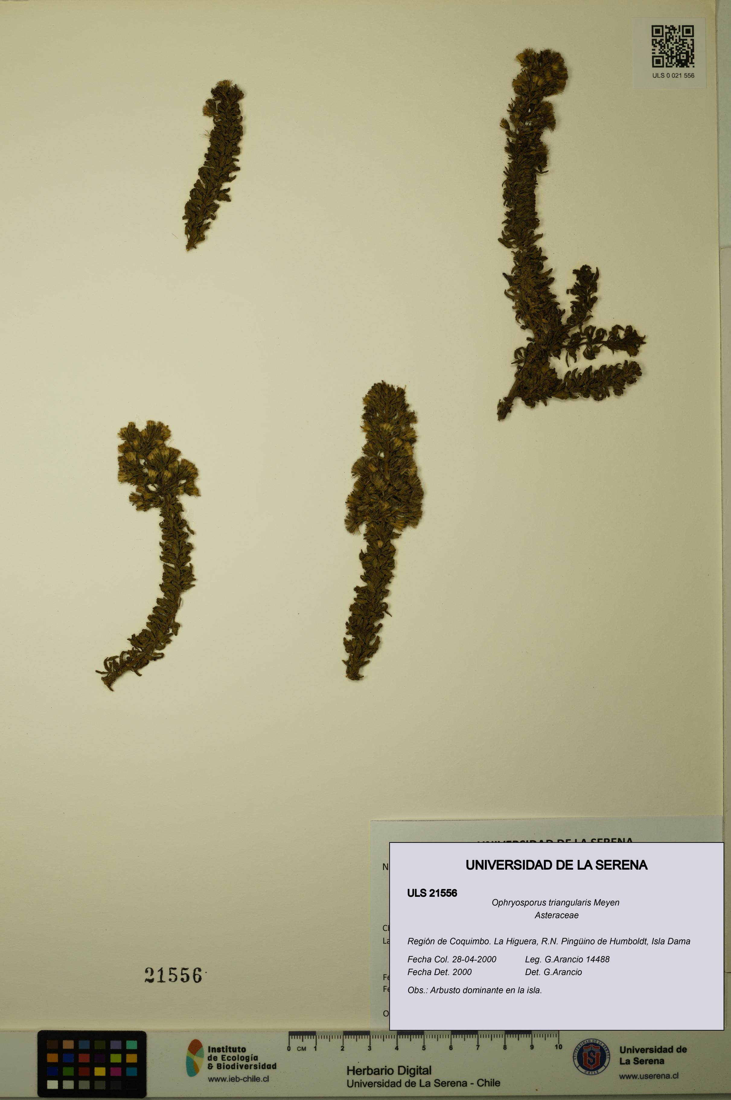 Ophryosporus triangularis [Espécimen: ULS:ULS:0021556]