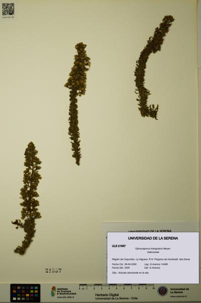 Ophryosporus triangularis [Espécimen: ULS:ULS:0021557]